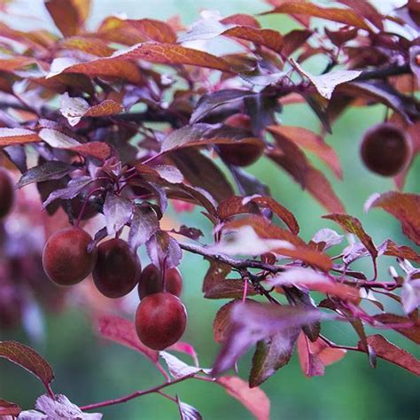 Purple Leaf Plum Tree Fruit Edible - alittlemisslawyer