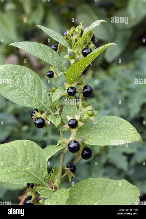 Deadly nightshade flowers hi-res stock photography and images - Alamy