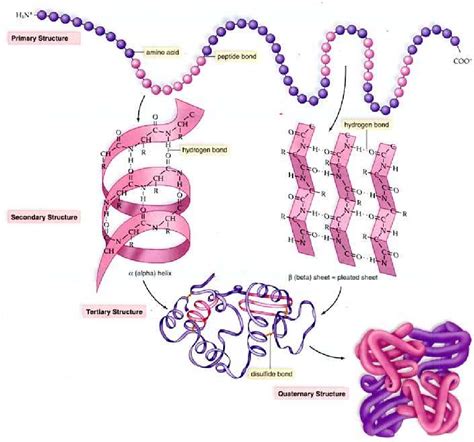 [PDF] Hydrogen bond models for the simulation of protein folding and ...