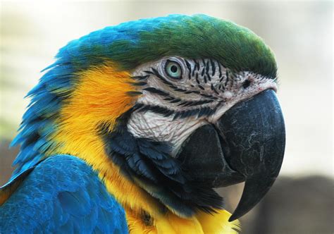 Free Images : bird, wing, cute, profile, wildlife, wild, portrait, red, jungle, beak, tropical ...