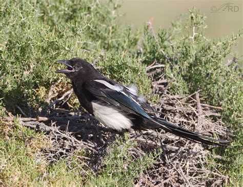 Black-billed Magpie Nesting Behavior « Feathered Photography