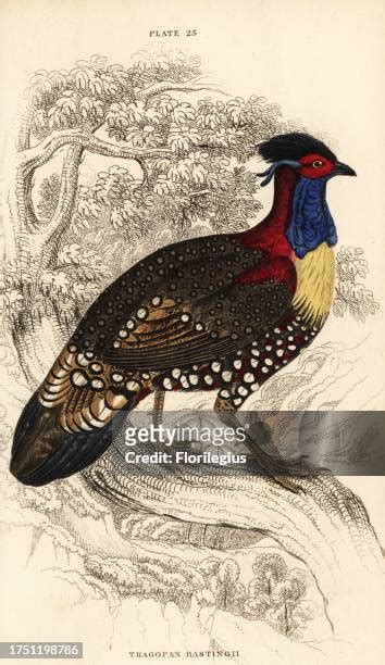 133 Tragopan Stock Photos, High-Res Pictures, and Images - Getty Images