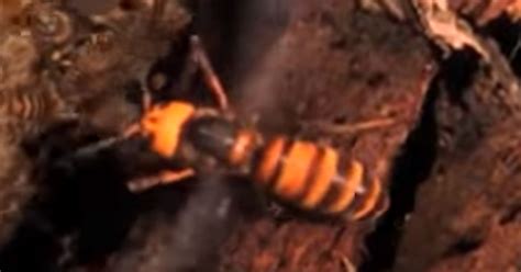 Watch Honey Bees Cleverly Kill A Murder Hornet | HuffPost UK Entertainment