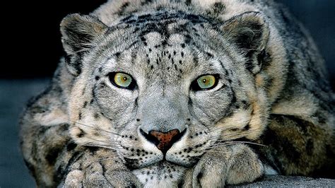 Snow Leopard Endangered Species - Danger Choices