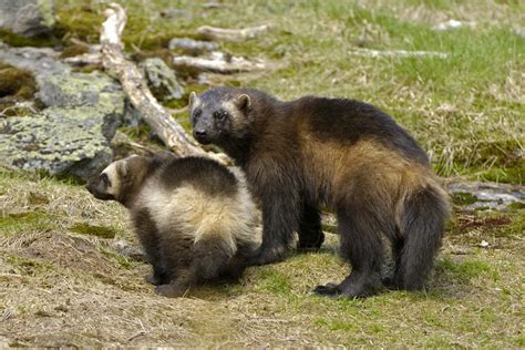 Connecting fragmented wolverine habitat is essential for their conservation