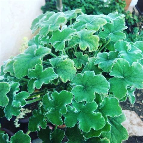 Peppermint Geranium – Pelargonium tomentosum – Cultivate to Plate