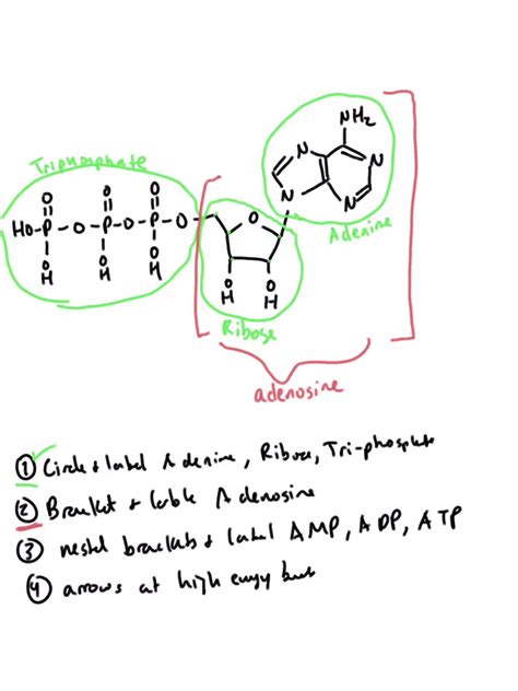 SOLVED: Add the following labels to the diagram below left and then draw label a simplified ...