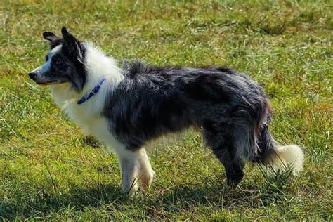 ALL ABOUT DOG BREEDS: COLLIE - My Doggy Thing