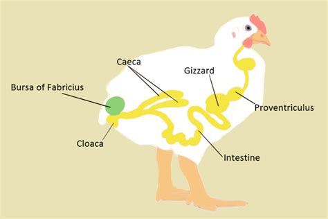 Gumboro Disease and the MB-Strain – ProAgri Media