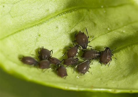 Aphids in citrus | Agriculture and Food