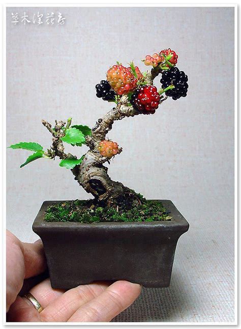 Blackberry Bonsai - La primera vez que he visto este arbusto espinoso ...