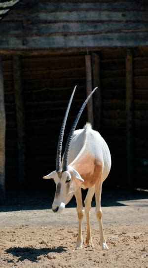 white and beige goat kid free image | Peakpx