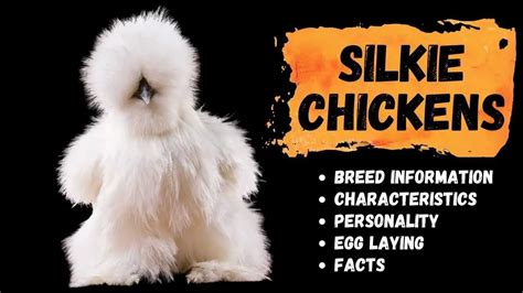 Silkie Chickens - Qualities, Egg Laying, Temperament, Informational Facts