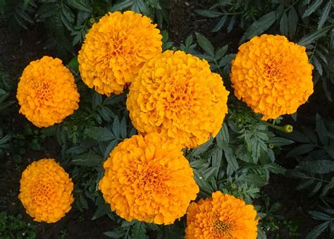 Marigold Seeds – Crackerjack Mix – DECKER RD. SEEDS