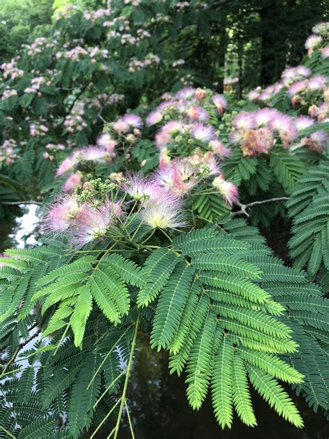 Mimosa Tree : botany