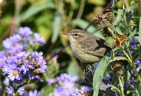 Yellow-rumped Warbler in fall plumage enjoying our wild flower garden ...