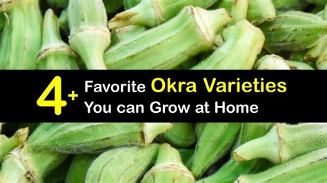 Varieties of Okra - Amazing Kinds of Okra Plants