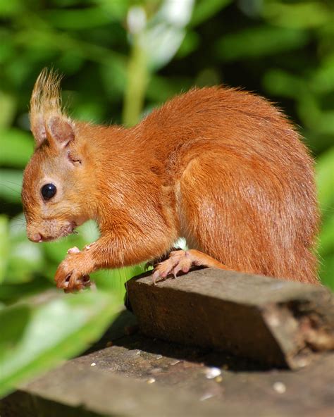 Red Squirrel Eating Nuts | Young Red Squirrel eating nuts at… | Flickr