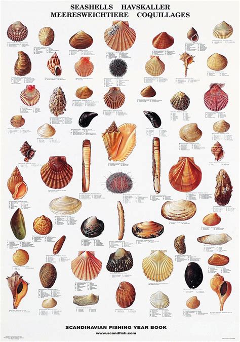 Seashell Poster / Havskaller / Meeresweichtiere | Plakater, Dyr, Muslingeskaller