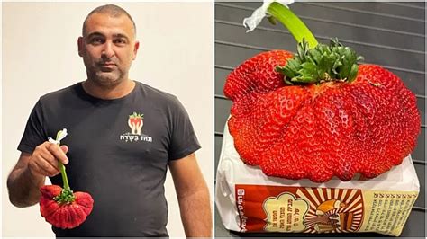 Israeli strawberry wins Guinness record as world's largest | The Times of Israel