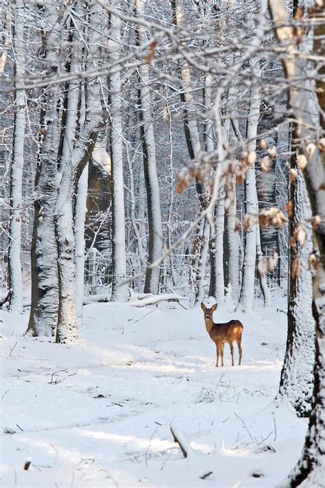 Roe Deer in Snowy Woods / Getty Images | Winterlandschaft, Hirsch fotografie, Winter szenen