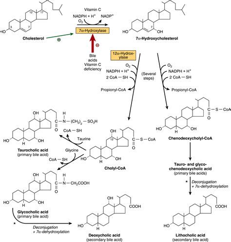 Cholesterol Synthesis, Transport, & Excretion | Basicmedical Key