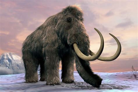 Woolly mammoths were hit by climate change but humans wiped them out ...