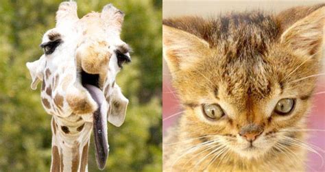 Animals With Down Syndrome: Debunking This Mistaken Trend