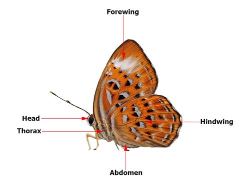 Butterflies of Singapore: Butterfly Anatomy