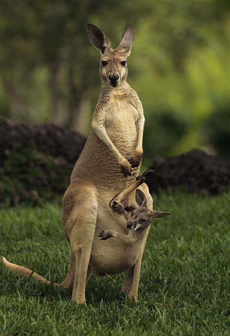 A Captive Red Kangaroo Macropus Rufus Photograph by Tim Laman