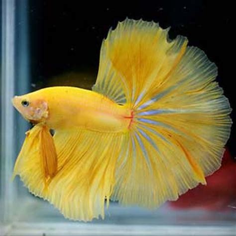 Buy Yellow Halfmoon Betta Aquarium Fish Online - AQUASto ...