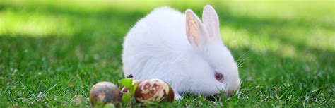 How to Take Care of a Baby Bunny | My Pet Needs That