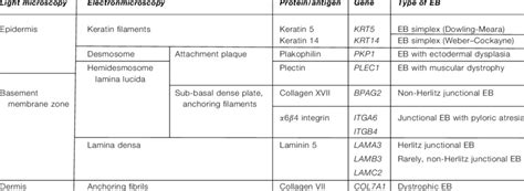 Types of epidermolysis bullosa (EB) and their characteristics | Download Table