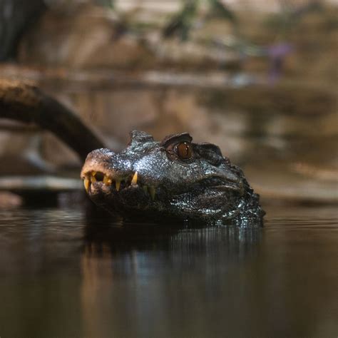 Dwarf Caiman - The Living Planet Aquarium