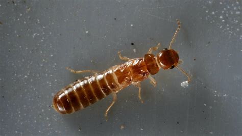 Termite swarm season Florida: Drywood, Formosan spread rapidly Treasure Coast