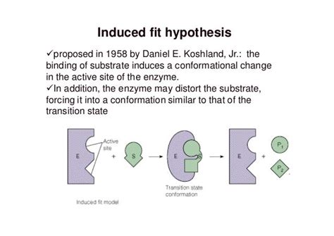 What Is The Induced Fit Model - slidesharetrick