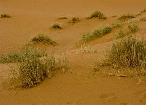 Sahara Grass | Allen Lubitz | Flickr