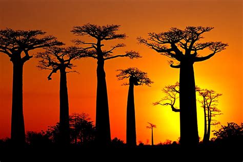 Africa's Mighty Baobabs - JSTOR Daily