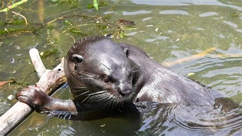 3 Women Injured in Rare Otter Attack in Montana’s Jefferson River | NTD