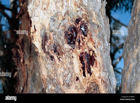 Bloodwood tree hi-res stock photography and images - Alamy