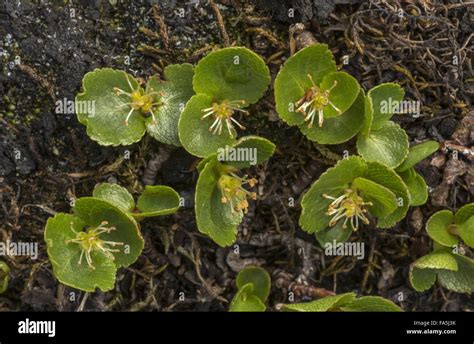 Dwarf willow hi-res stock photography and images - Alamy