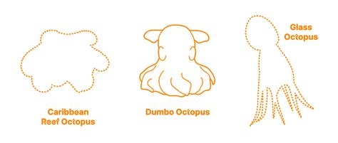 Dumbo Octopus (Grimpoteuthis bathynectes) Dimensions & Drawings ...