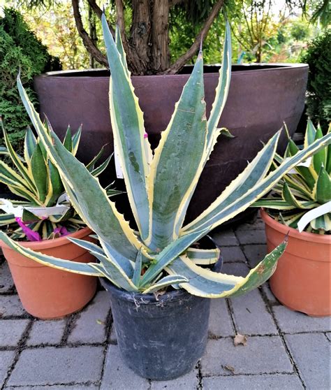 Agave americana 'Variegata' - Tájkertész