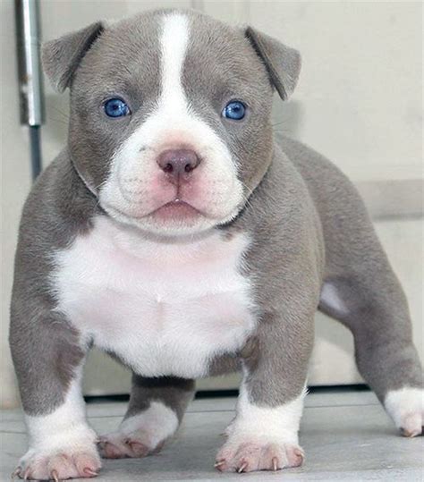 American Bully Dogs, Bully Puppies - Bully Care & Breed Types | Bully breeds dogs, Pitbull dog ...