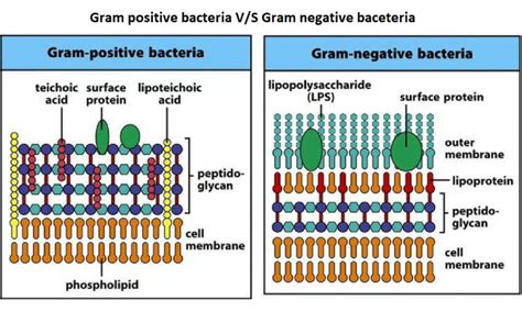 20 Key Difference between Gram-Positive and Gram-Negative Bacteria Cell ...