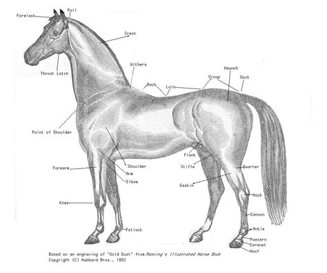 File:Dessin cheval grand.jpg - Wikimedia Commons