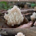 Crown-Tipped Coral: Identification, Foraging, and Cooking Guide - Mushroom Appreciation
