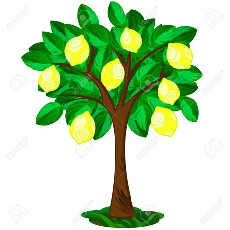 clipart lemon tree 10 free Cliparts | Download images on Clipground 2024