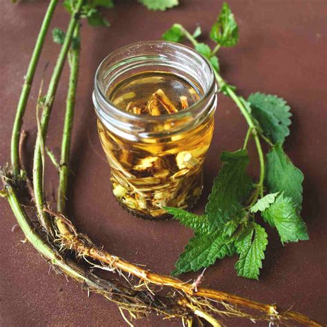 Stinging nettle root extract recipe - SimplyBeyondHerbs | Harvesting herbs, Herbal remedies ...