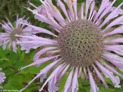 Monarda fistulosa (Wild Bergamot): Minnesota Wildflowers